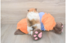 Best Pomeranian Baby