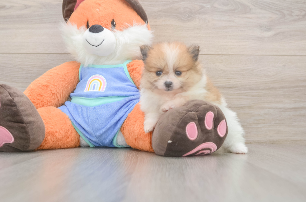 5 week old Pomeranian Puppy For Sale - Windy City Pups