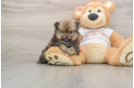 Pomeranian Puppy for Adoption