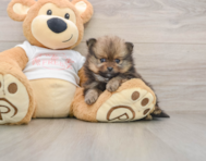 8 week old Pomeranian Puppy For Sale - Windy City Pups