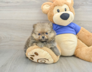 9 week old Pomeranian Puppy For Sale - Windy City Pups