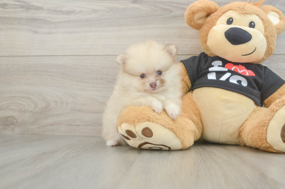 5 week old Pomeranian Puppy For Sale - Windy City Pups
