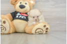 Little Pomeranian Baby