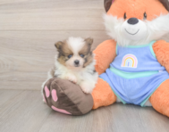 7 week old Pomeranian Puppy For Sale - Windy City Pups