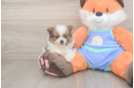 Cute Pom Pom Purebred Puppy