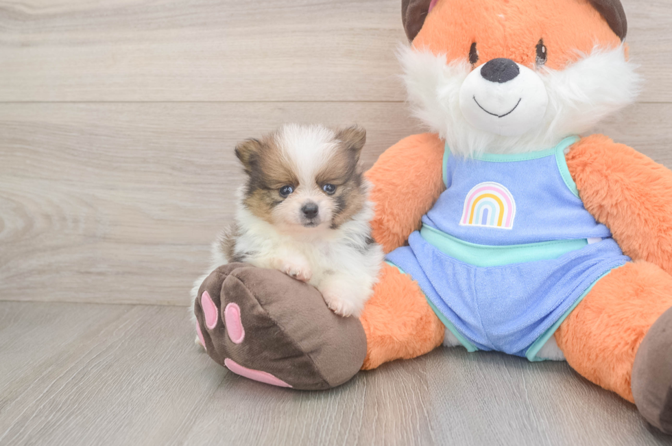 5 week old Pomeranian Puppy For Sale - Windy City Pups