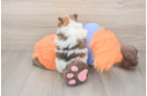 Best Pomeranian Baby