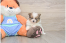 Popular Pomeranian Baby