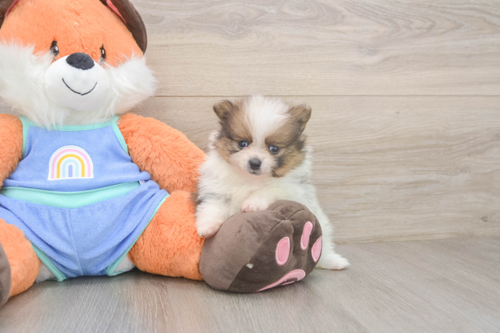 Popular Pomeranian Baby