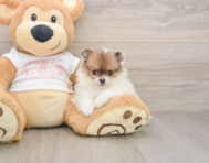 8 week old Pomeranian Puppy For Sale - Windy City Pups
