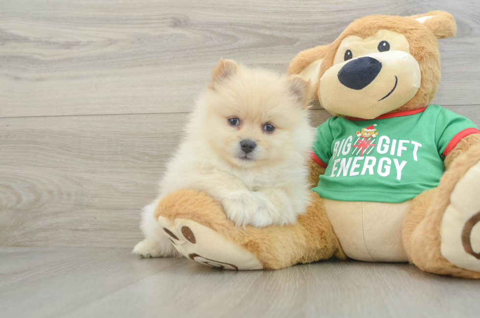 7 week old Pomeranian Puppy For Sale - Windy City Pups