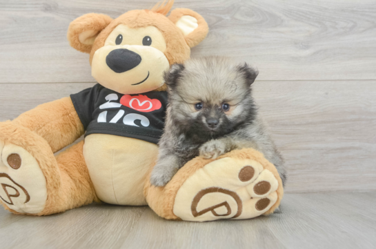 Pomeranian Pup Being Cute