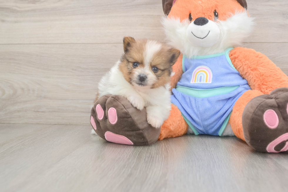 Cute Swergspitz Purebred Puppy