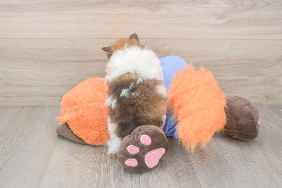Small Pomeranian Baby