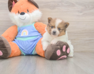 6 week old Pomeranian Puppy For Sale - Windy City Pups
