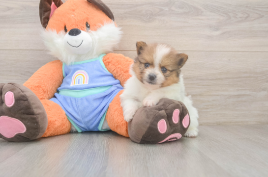 Akc Registered Pomeranian Purebred Pup