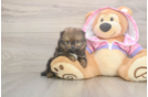 Playful Pomeranian Baby
