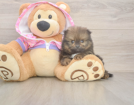 8 week old Pomeranian Puppy For Sale - Windy City Pups