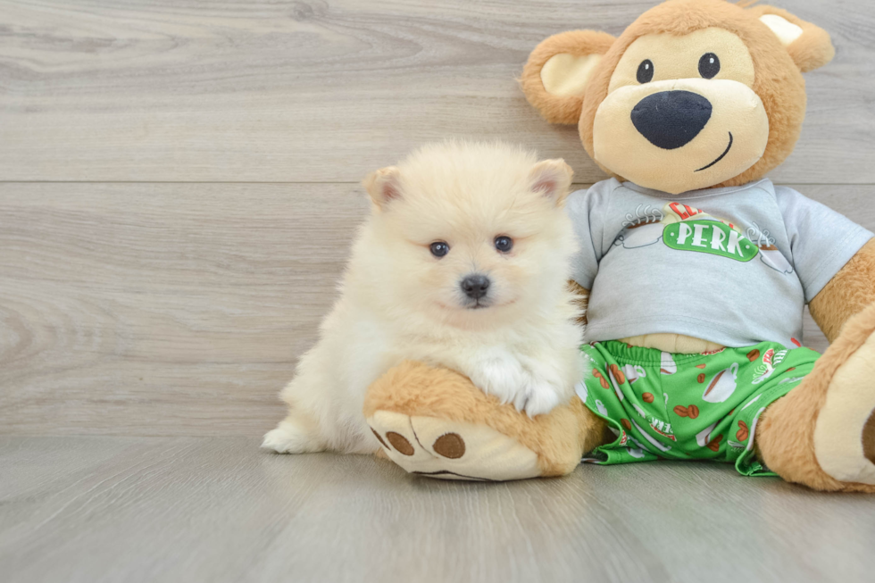 Pomeranian Pup Being Cute