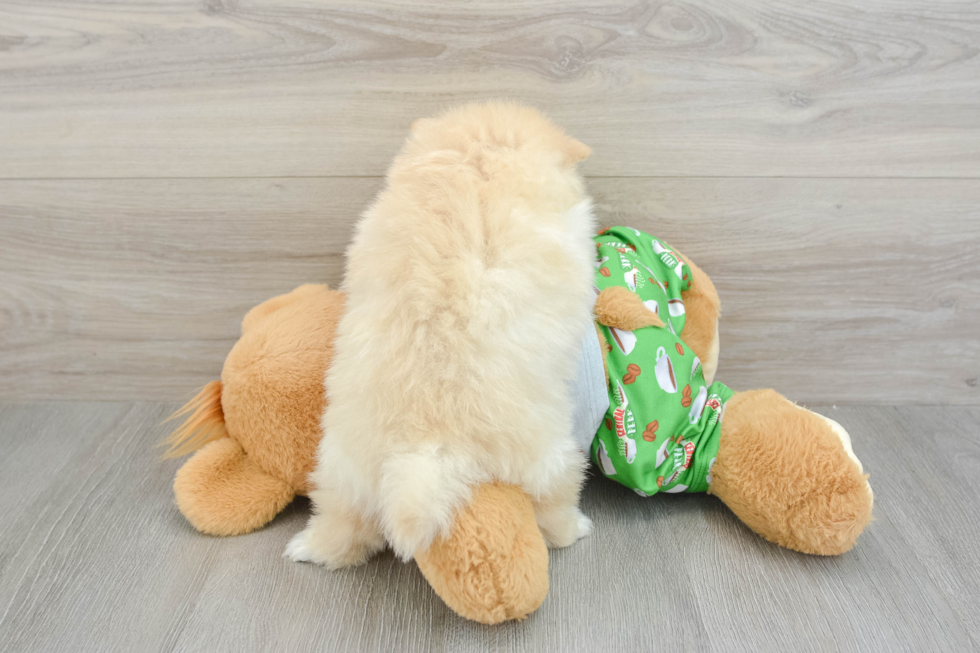 Pomeranian Pup Being Cute