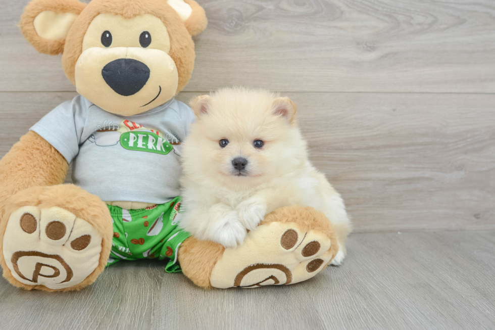 Fluffy Dwarf Spitz Purebred Puppy