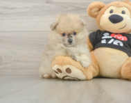 7 week old Pomeranian Puppy For Sale - Windy City Pups