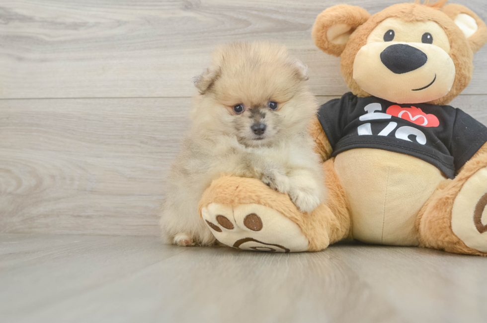 5 week old Pomeranian Puppy For Sale - Windy City Pups