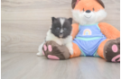 Best Pomeranian Baby
