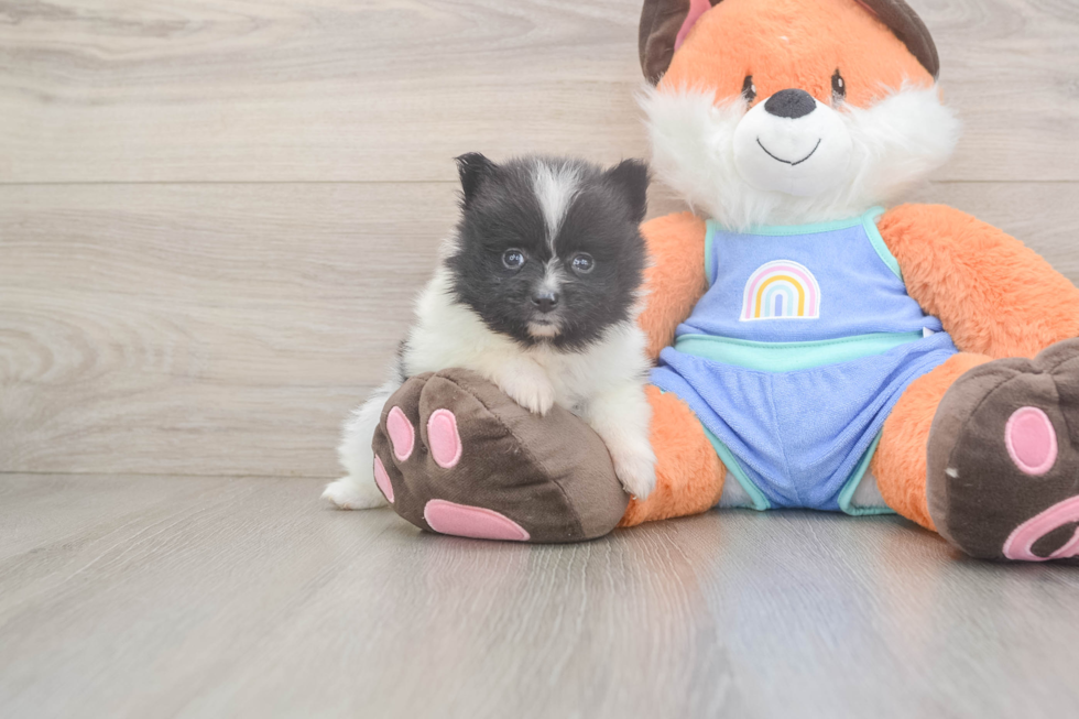 Best Pomeranian Baby