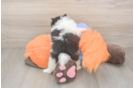 Fluffy Pom Purebred Puppy