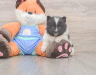 8 week old Pomeranian Puppy For Sale - Windy City Pups
