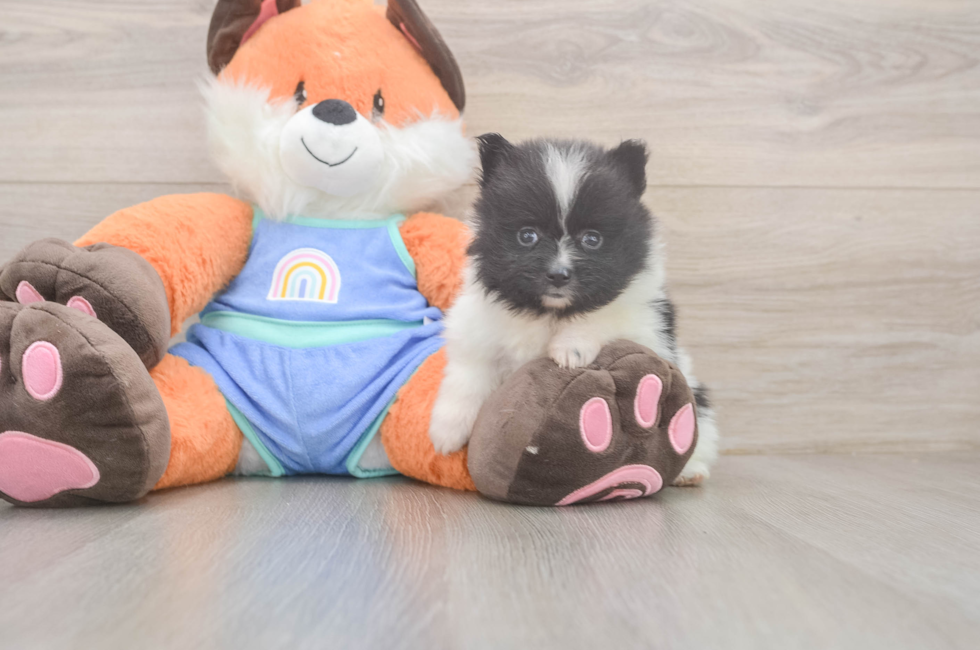 5 week old Pomeranian Puppy For Sale - Windy City Pups