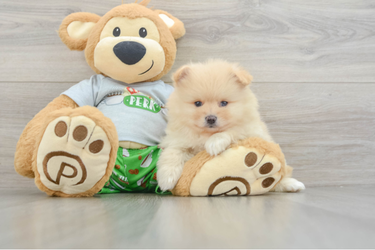 Playful Pomeranian Purebred Pup