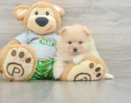 8 week old Pomeranian Puppy For Sale - Windy City Pups