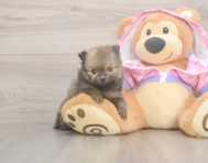 8 week old Pomeranian Puppy For Sale - Windy City Pups