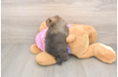 Small Pomeranian Purebred Pup