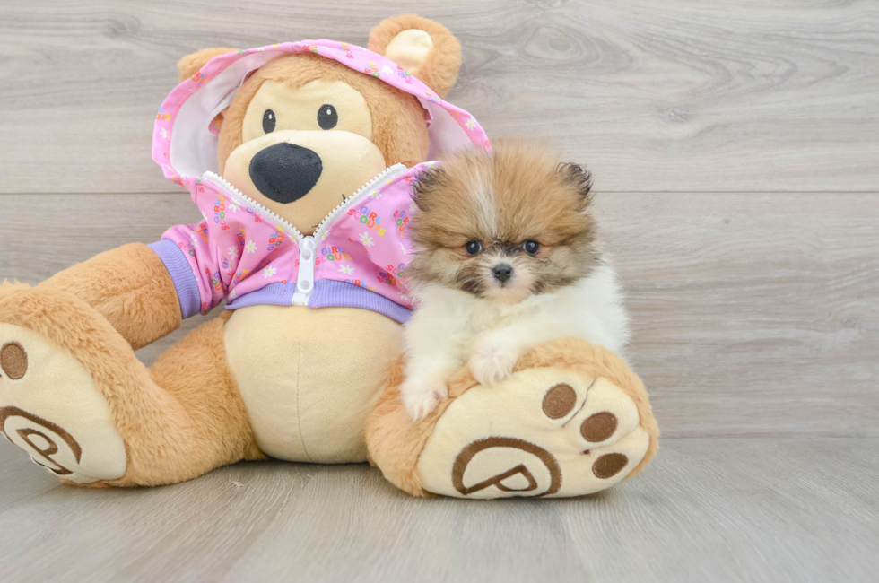 8 week old Pomeranian Puppy For Sale - Windy City Pups