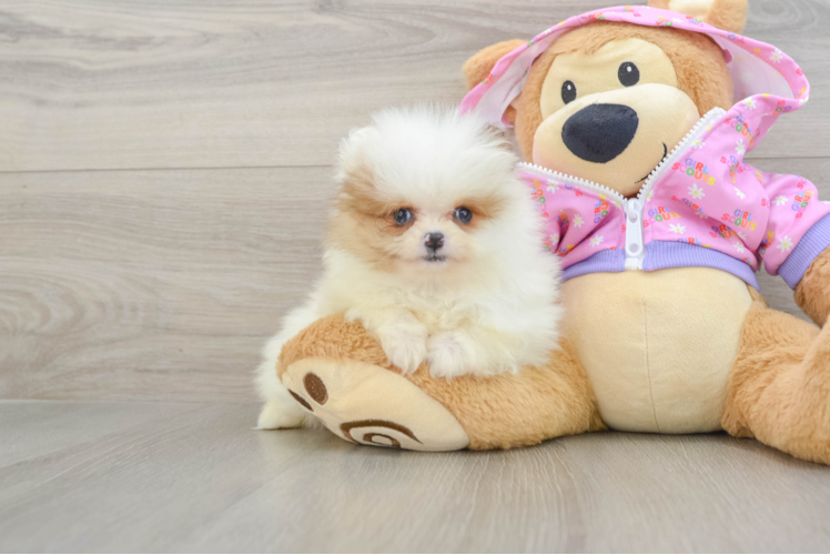 Hypoallergenic Pomeranian Baby