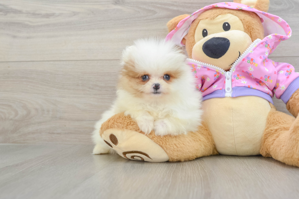 Hypoallergenic Pomeranian Baby