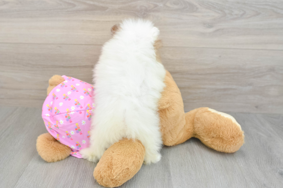 Pomeranian Pup Being Cute