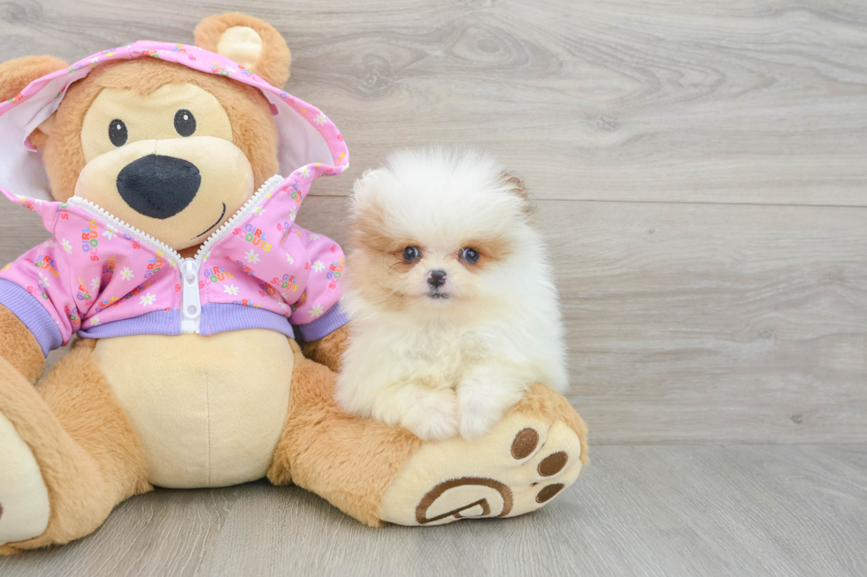 Pomeranian Pup Being Cute