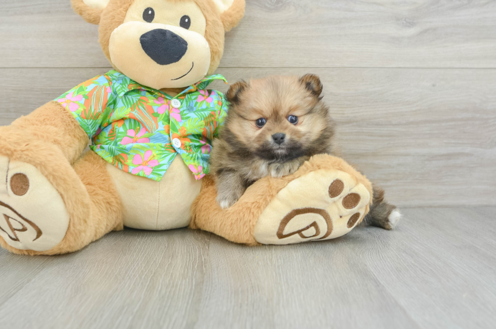 5 week old Pomeranian Puppy For Sale - Windy City Pups