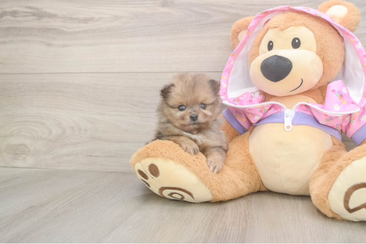 Pomeranian Pup Being Cute