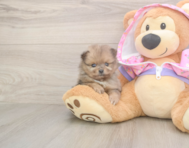 9 week old Pomeranian Puppy For Sale - Windy City Pups