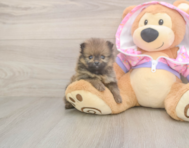 9 week old Pomeranian Puppy For Sale - Windy City Pups