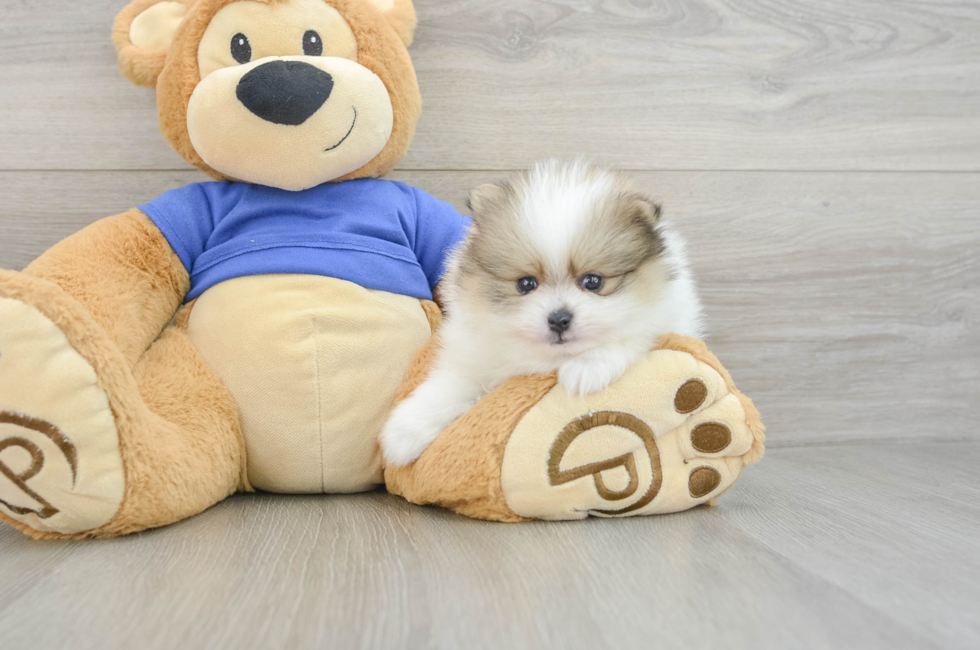 7 week old Pomeranian Puppy For Sale - Windy City Pups