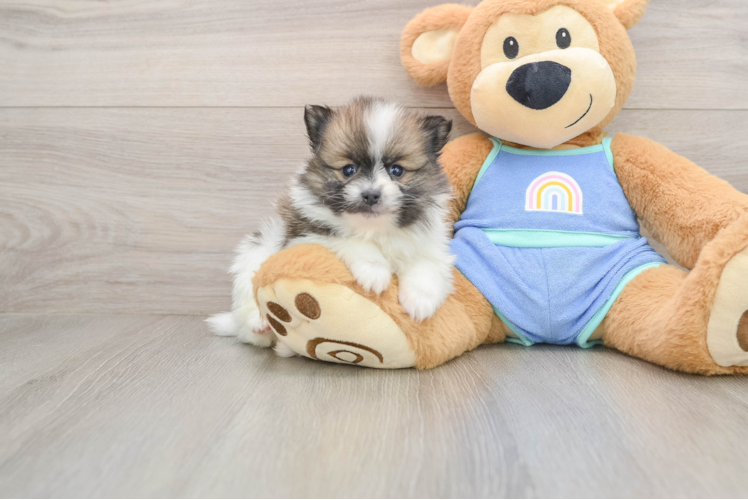 Cute Pom Pom Purebred Puppy