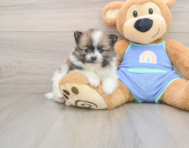 7 week old Pomeranian Puppy For Sale - Windy City Pups