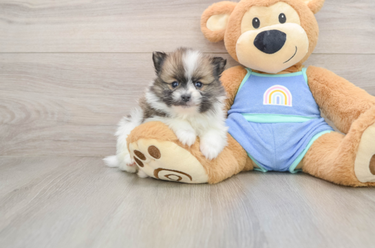 Cute Pom Pom Purebred Puppy