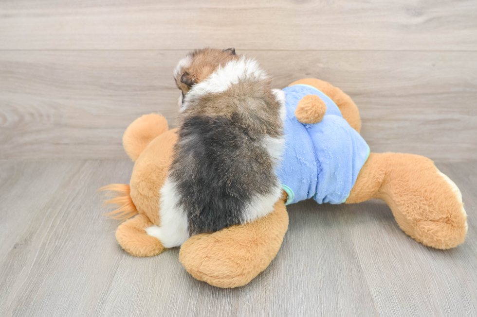 Energetic Pom Purebred Puppy